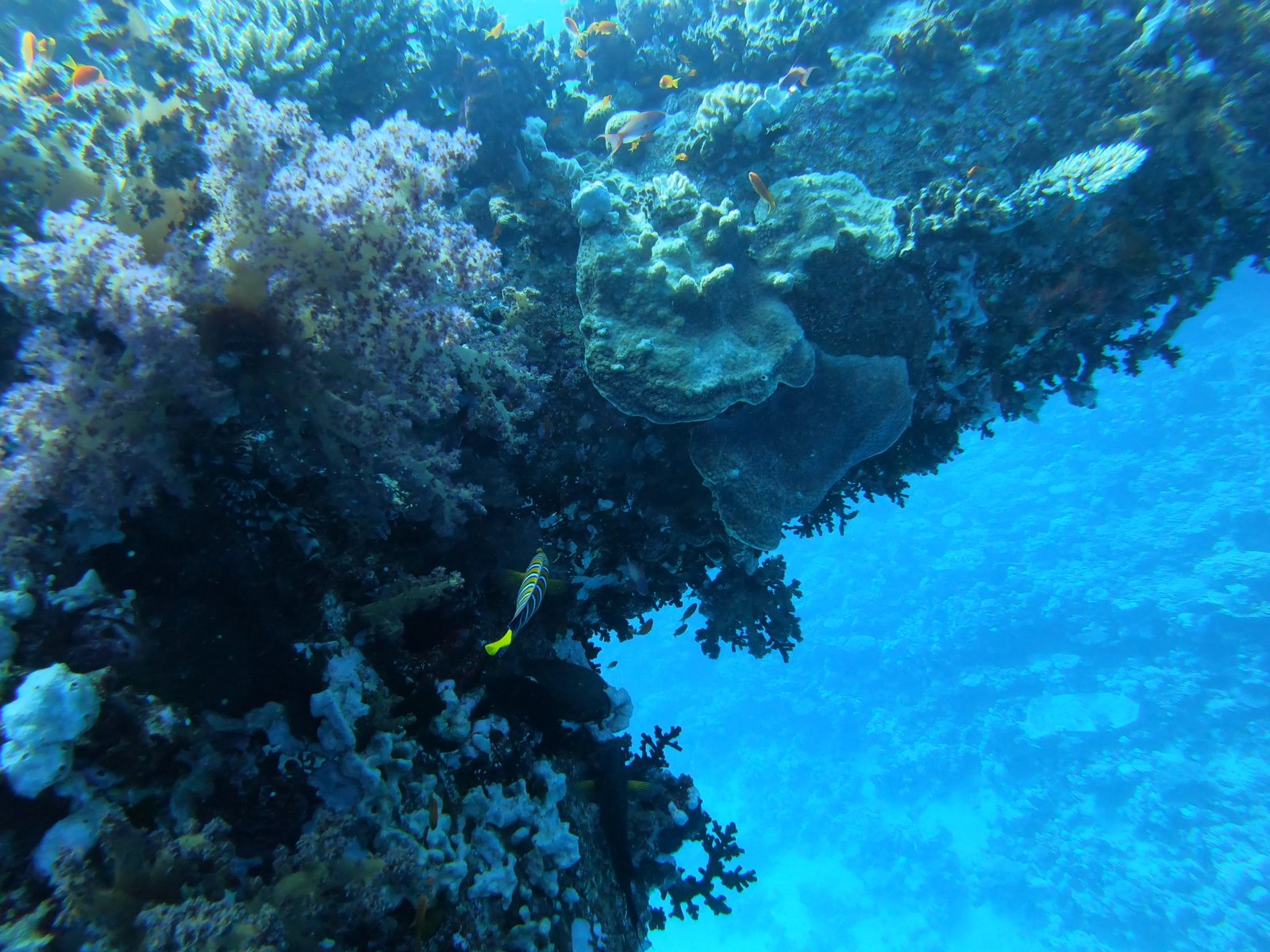 Soft corals and anthias on a Red Sea wreck, straight off a guest's GoPro – blue