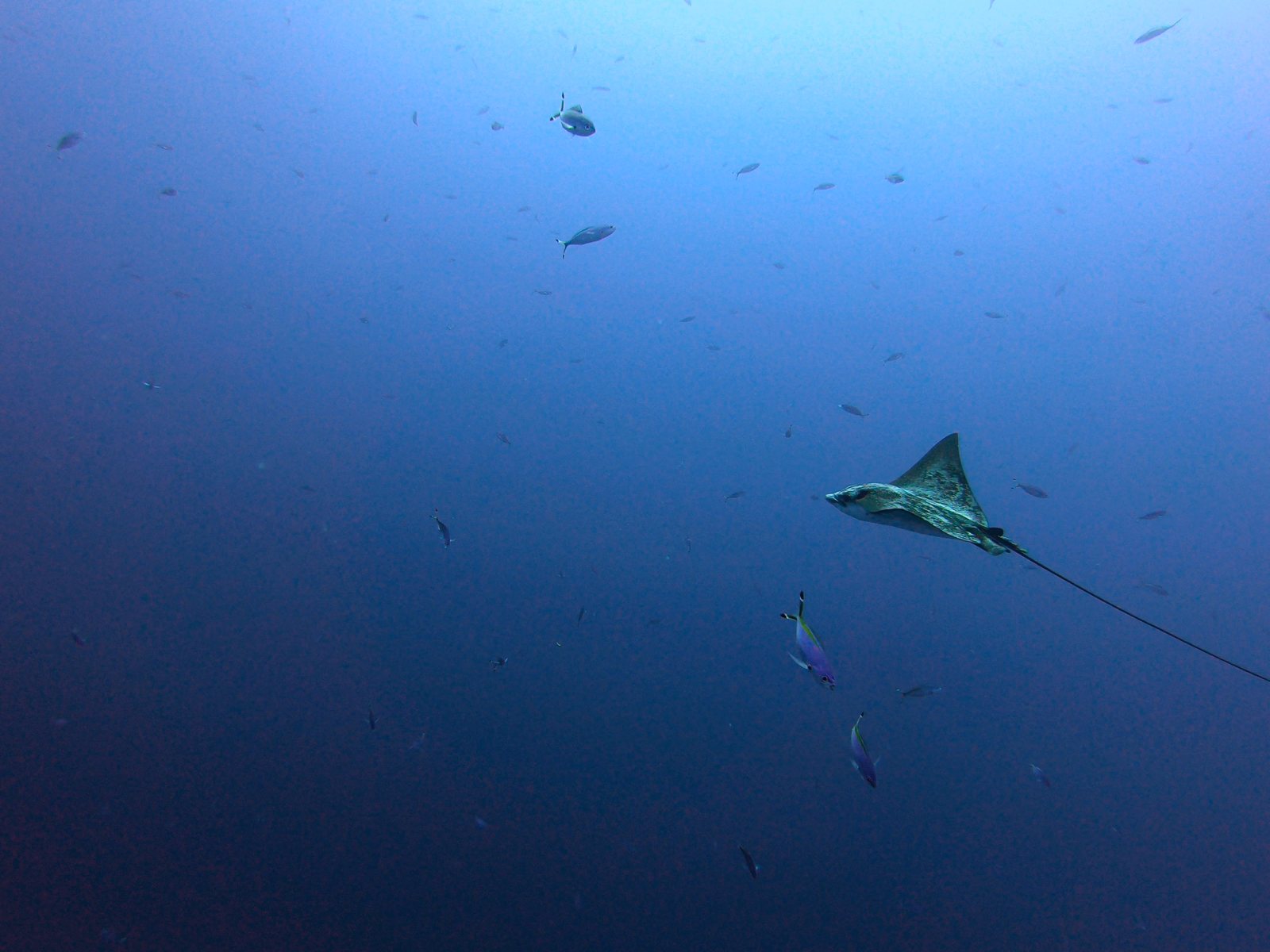 Eagle ray in open blue water, after