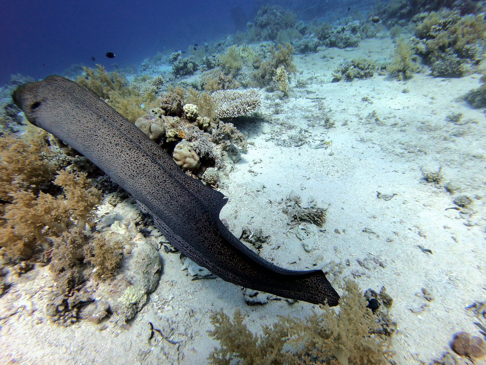 Giant moray eel swimming over the reef, after