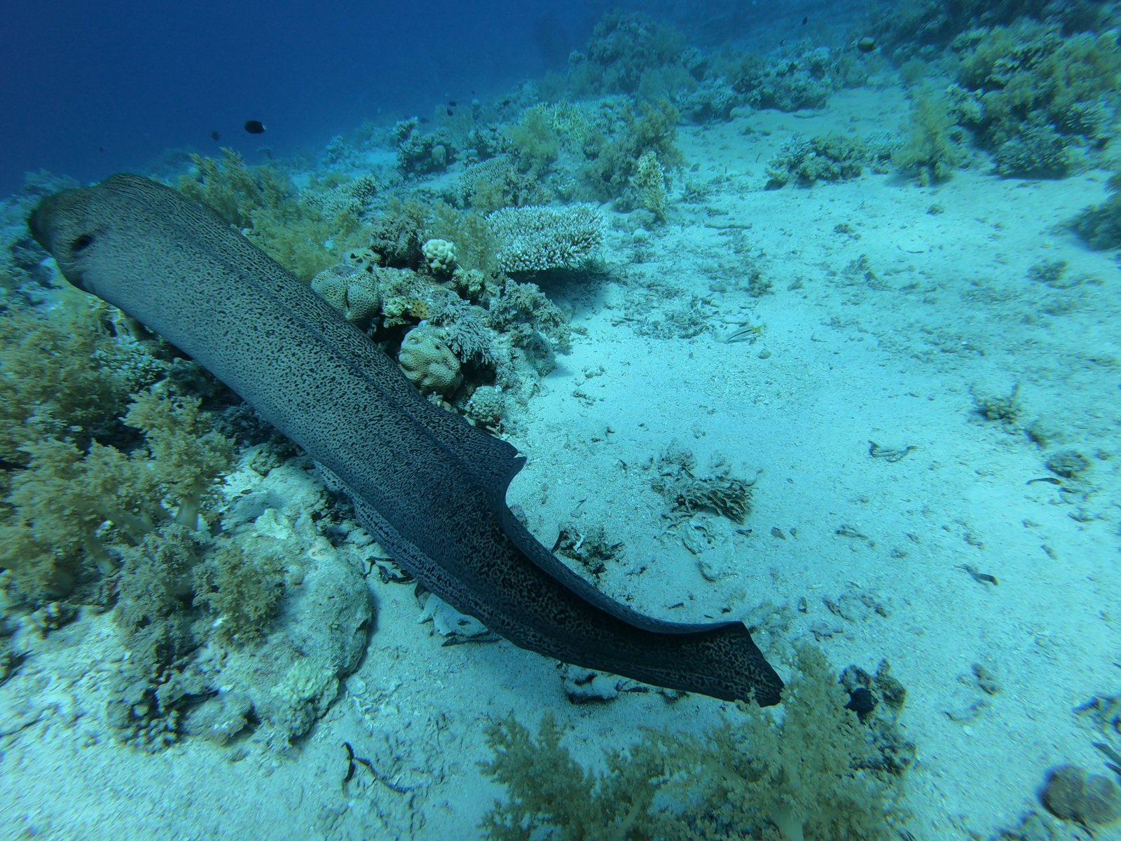 Giant moray eel swimming over the reef, before