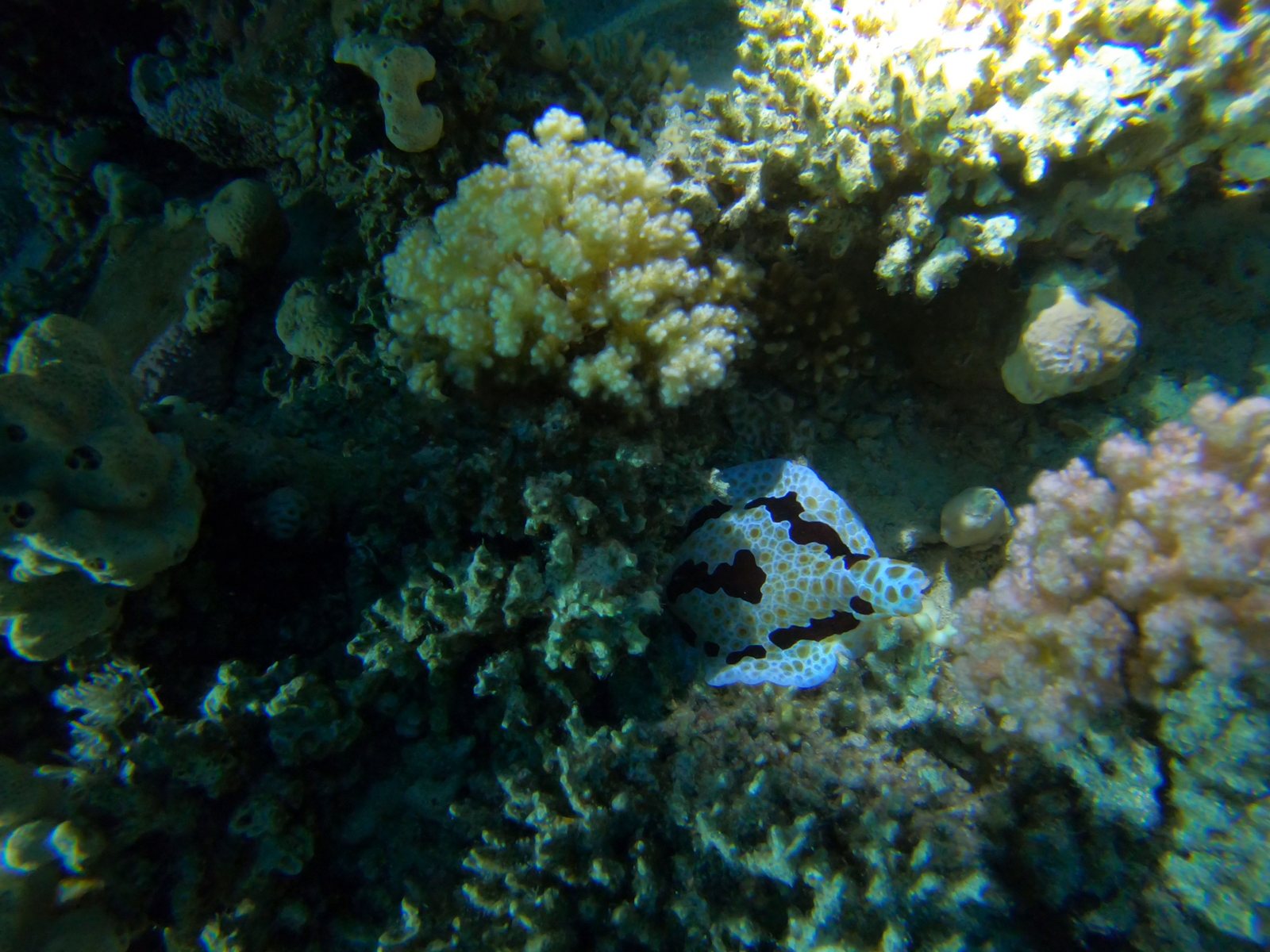 Night dive: a Phyllidia nudibranch on the coral, before