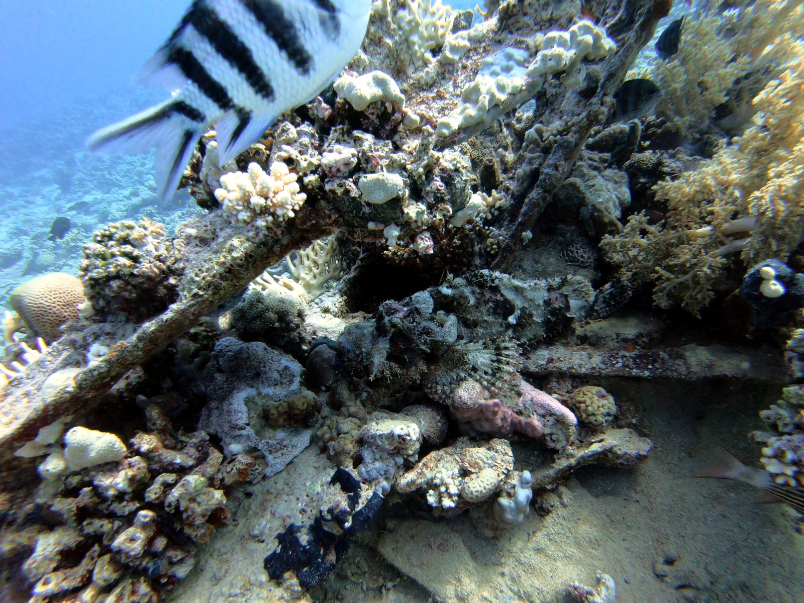 Camouflaged stonefish lying on a wreck plank, after