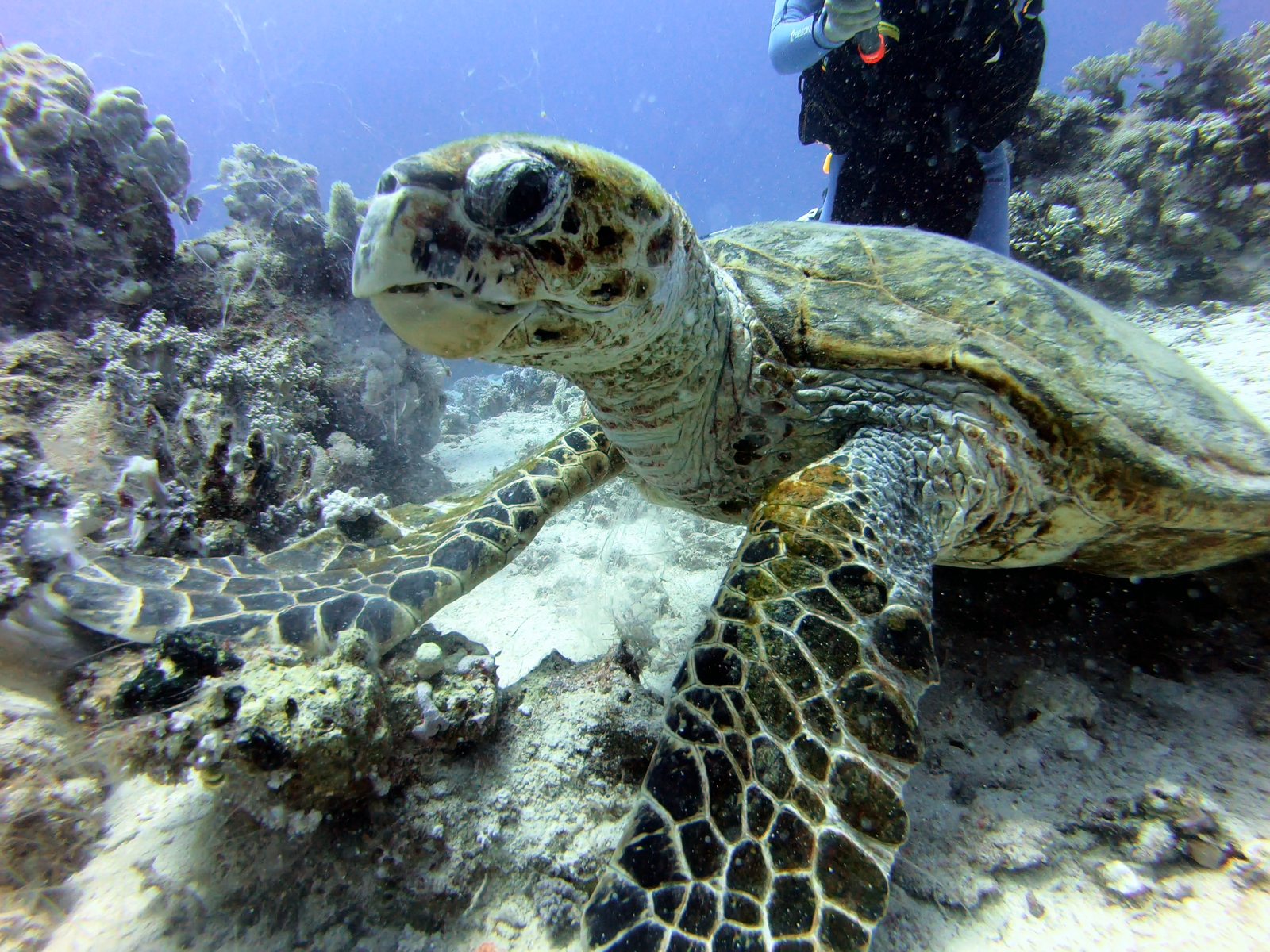 The same hawksbill turtle after automatic color correction: natural shell, sand and corals