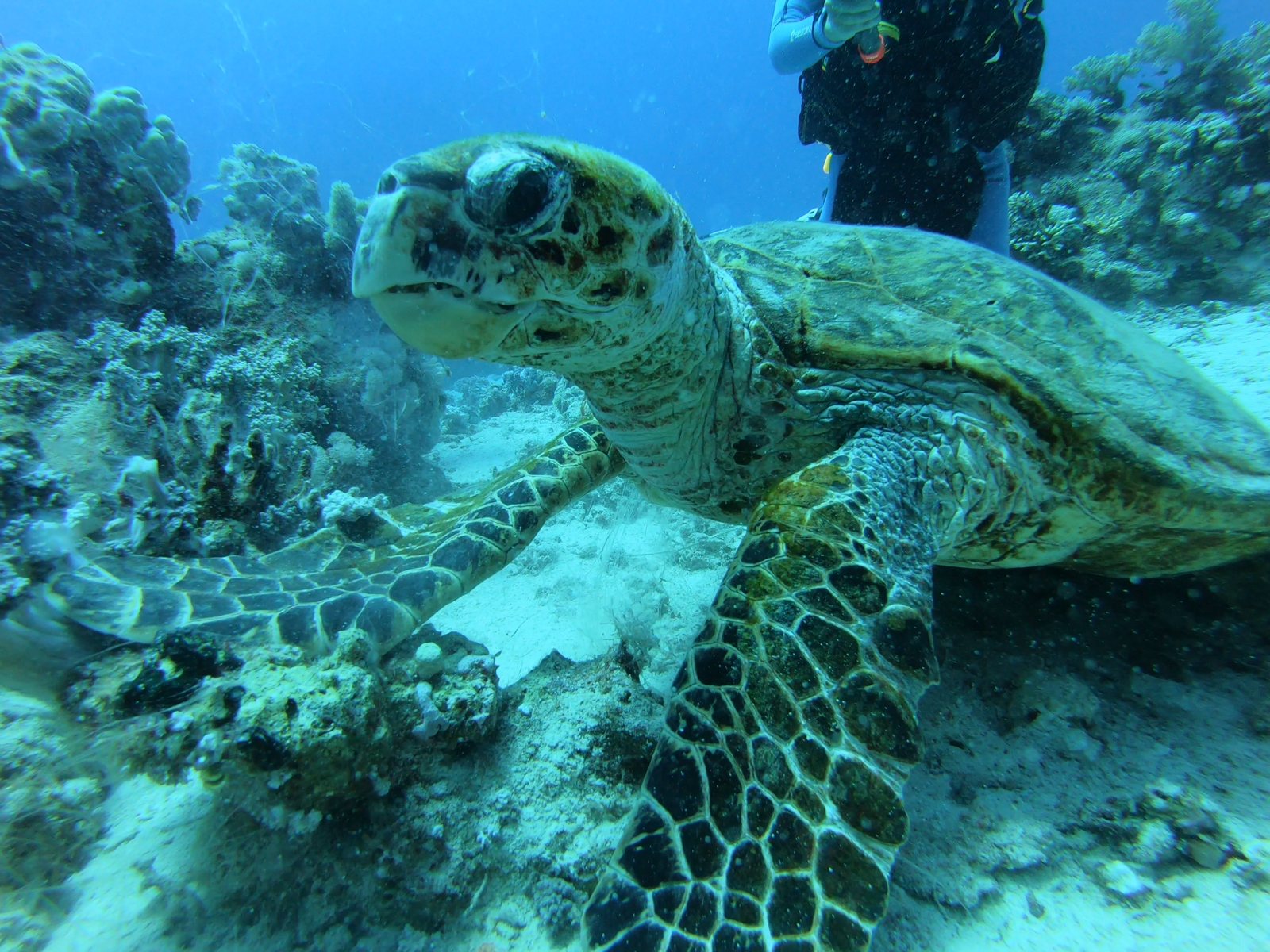 Hawksbill turtle on a Red Sea reef with a heavy blue cast, before color correction